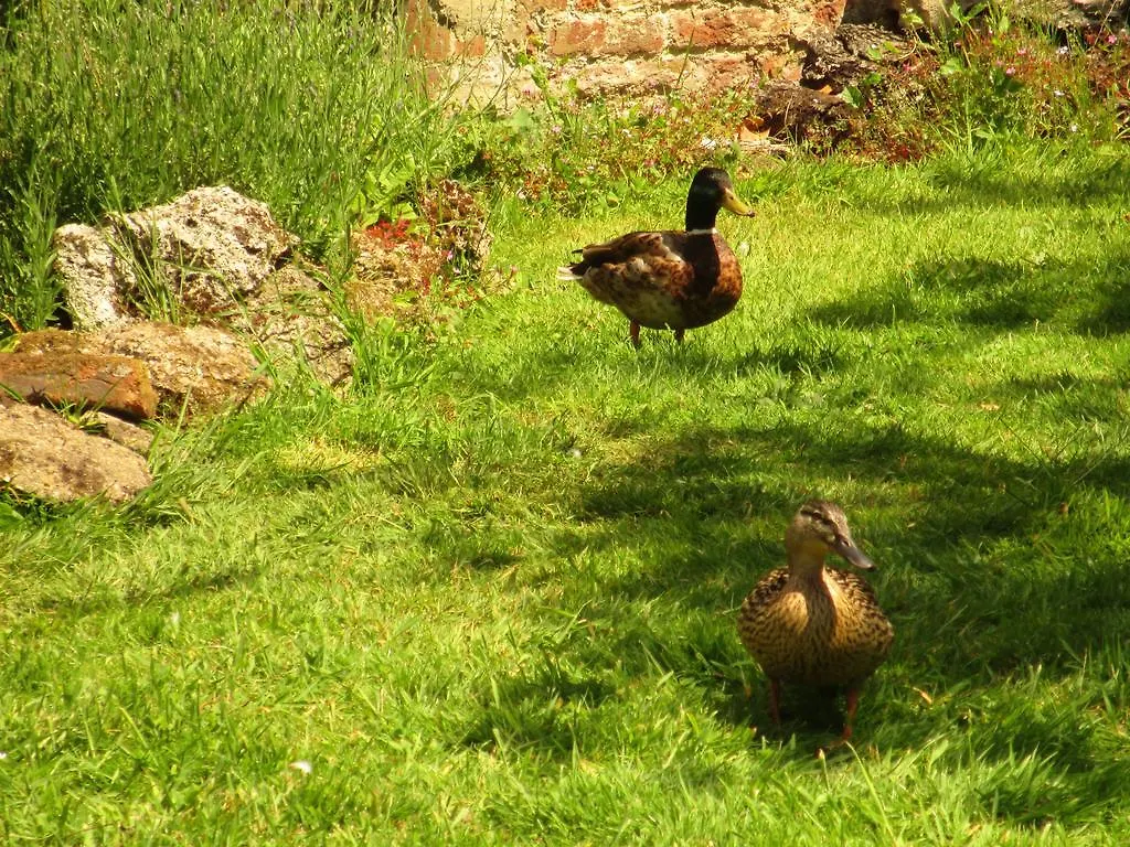 Old Manor House Bed And Breakfast Ashford United Kingdom